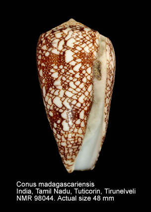 Conus madagascariensis.jpg - Conus madagascariensis G.B.Sowerby,1858